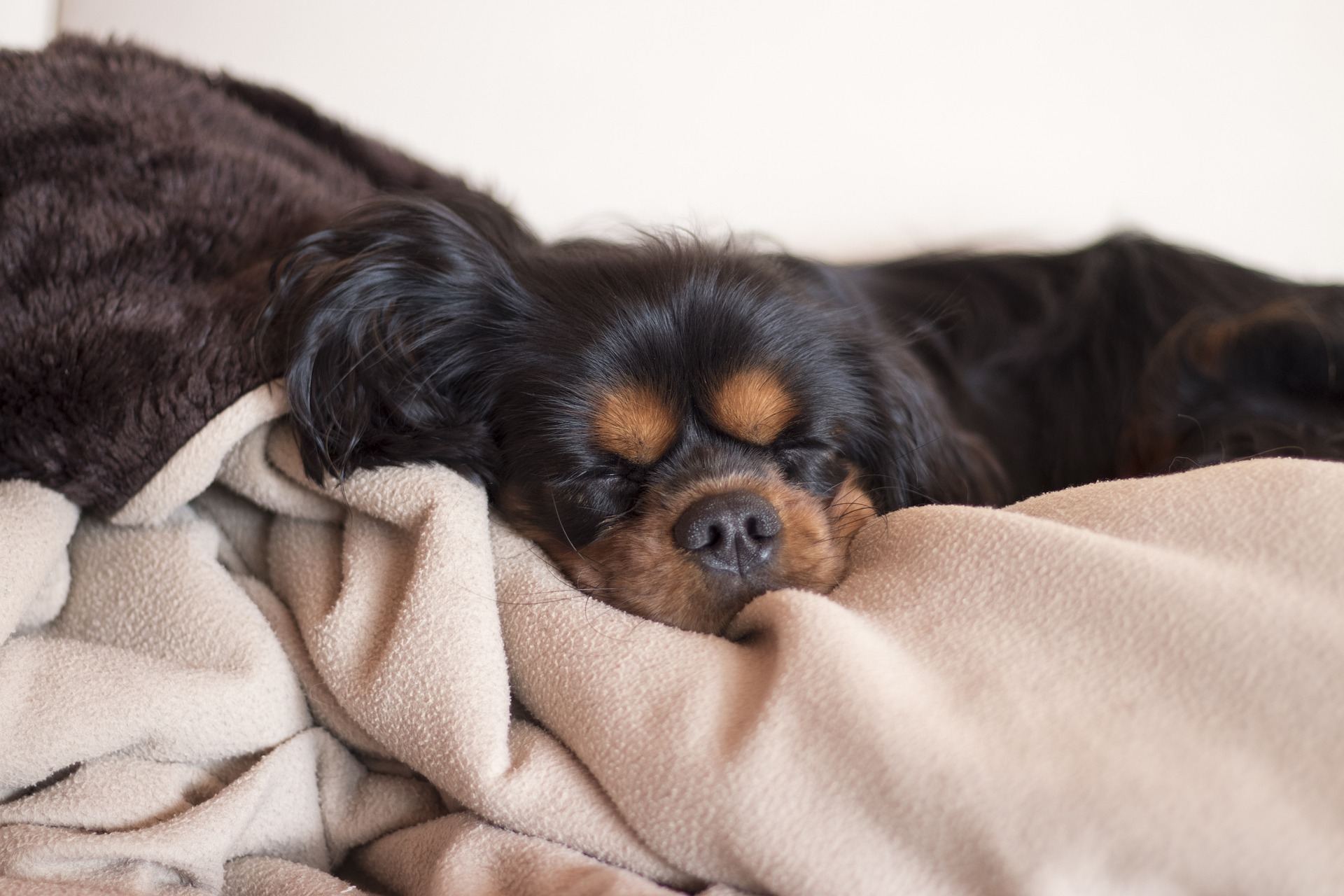 Hundedecke